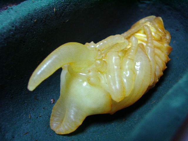 按此在新視窗瀏覽圖片