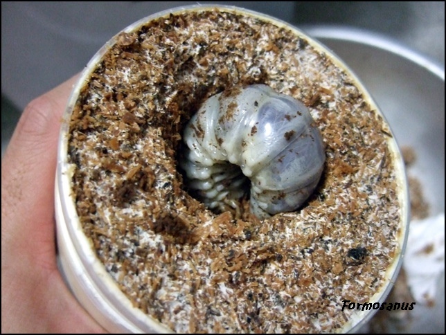 按此在新視窗瀏覽圖片