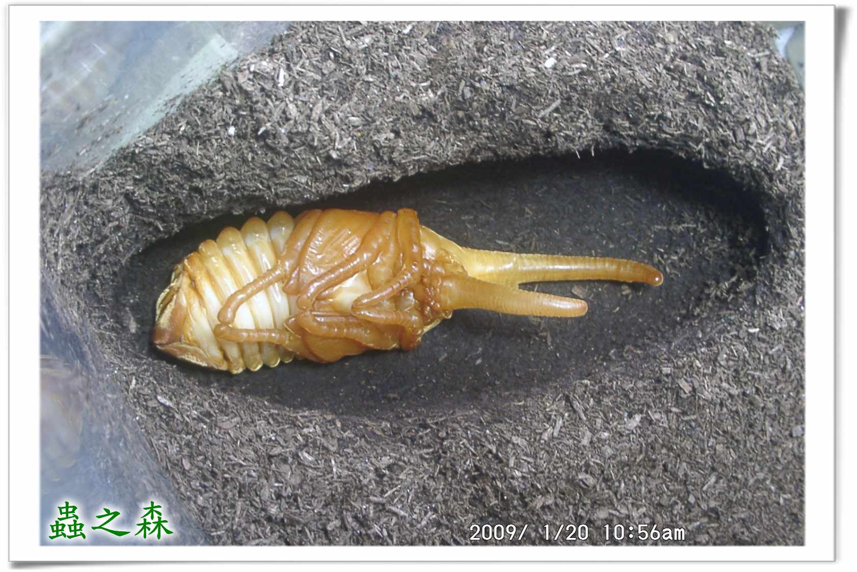 «ö¦¹¦b·sµøµ¡ÂsÄý¹Ï¤ù