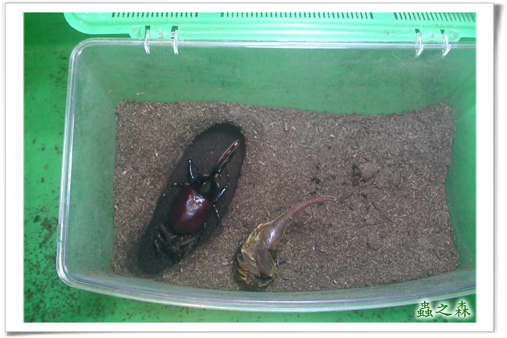 «ö¦¹¦b·sµøµ¡ÂsÄý¹Ï¤ù