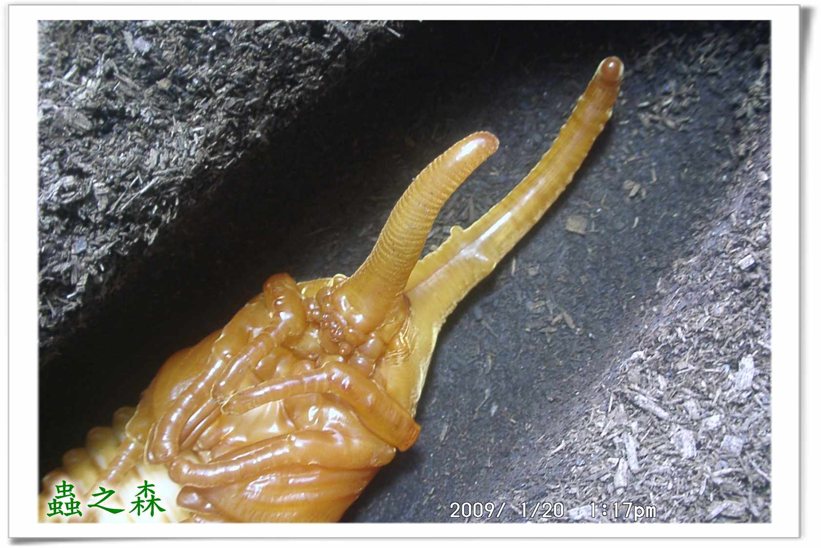 «ö¦¹¦b·sµøµ¡ÂsÄý¹Ï¤ù