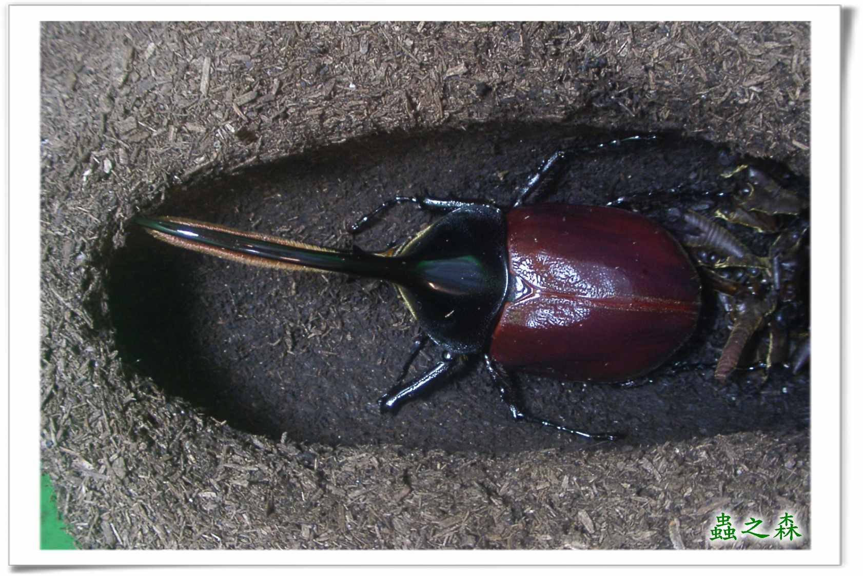 «ö¦¹¦b·sµøµ¡ÂsÄý¹Ï¤ù