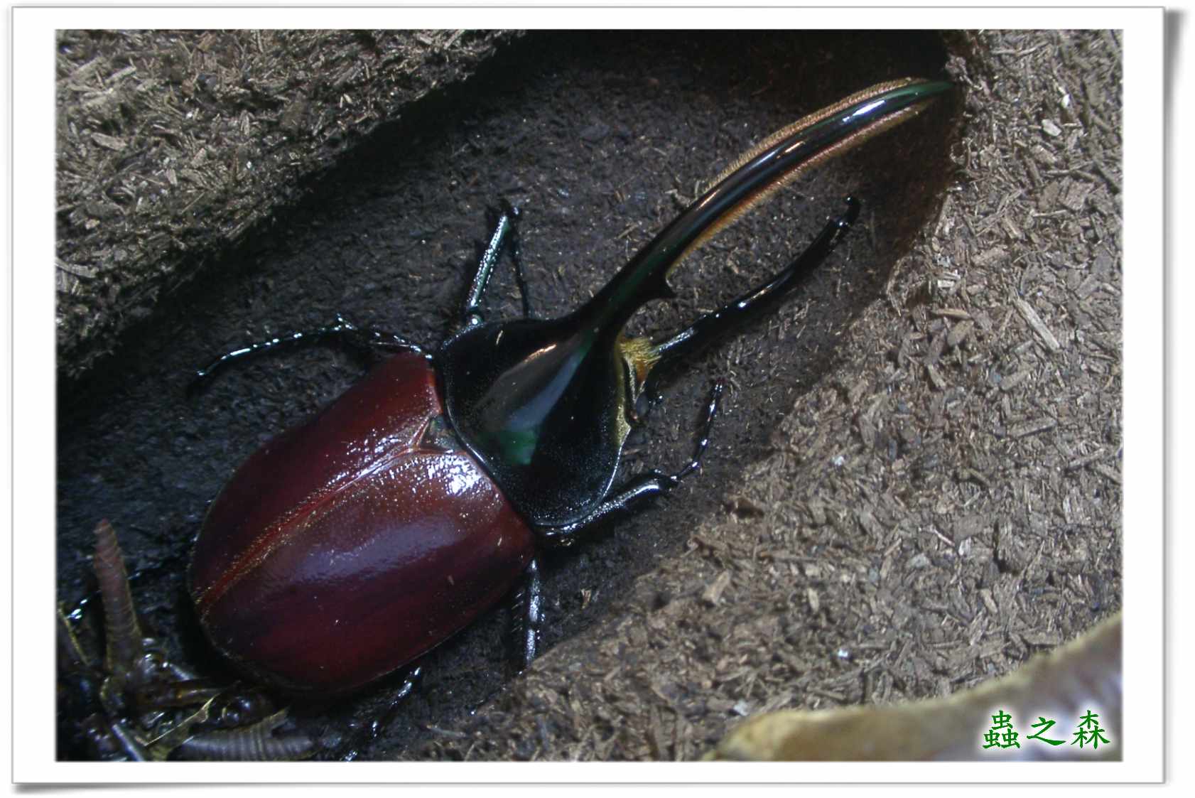 «ö¦¹¦b·sµøµ¡ÂsÄý¹Ï¤ù