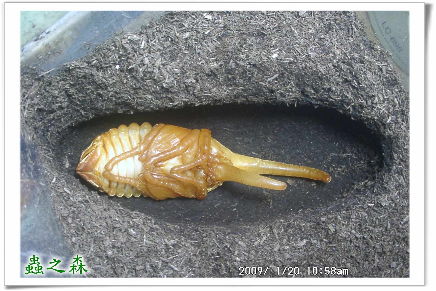 «ö¦¹¦b·sµøµ¡ÂsÄý¹Ï¤ù