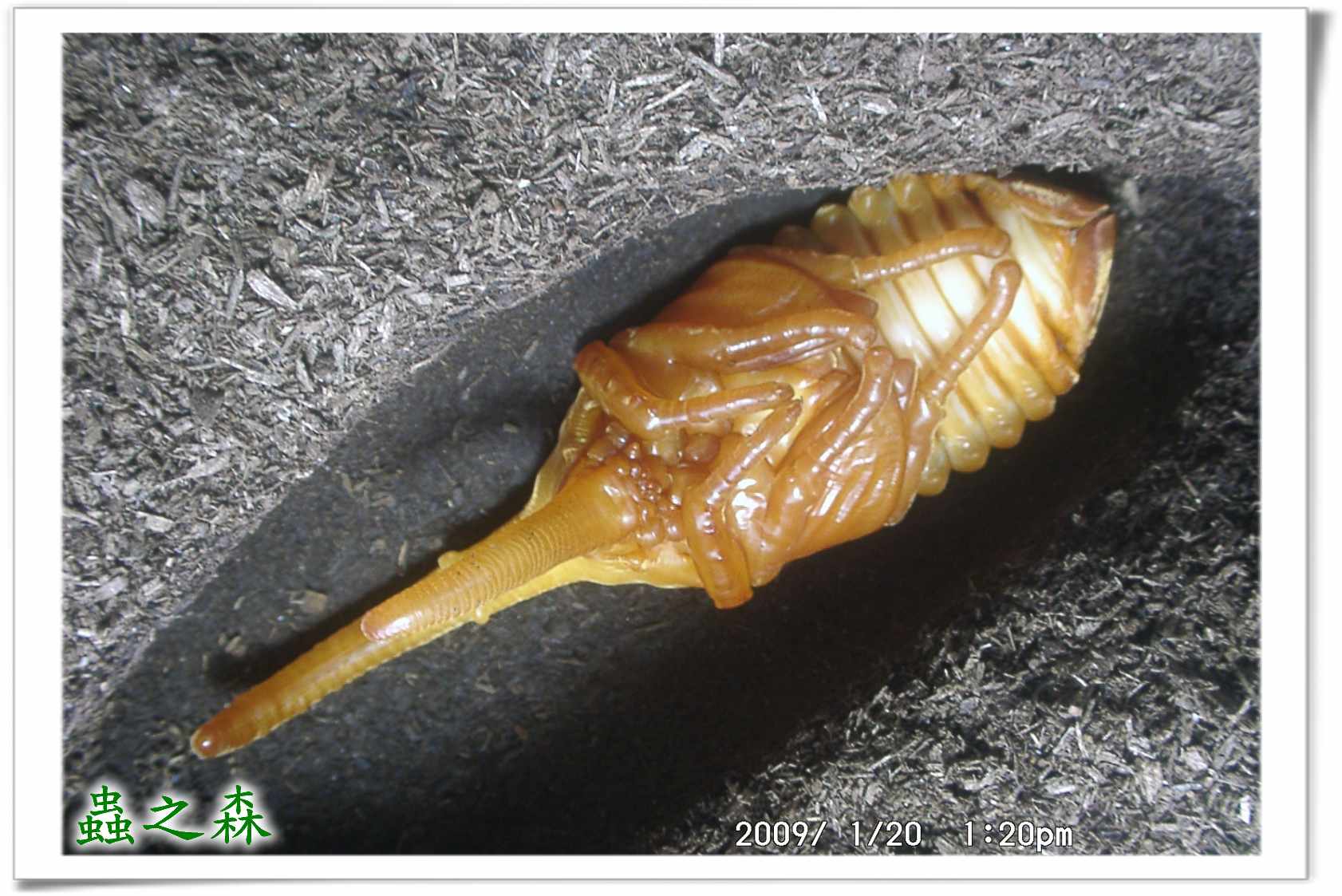 «ö¦¹¦b·sµøµ¡ÂsÄý¹Ï¤ù