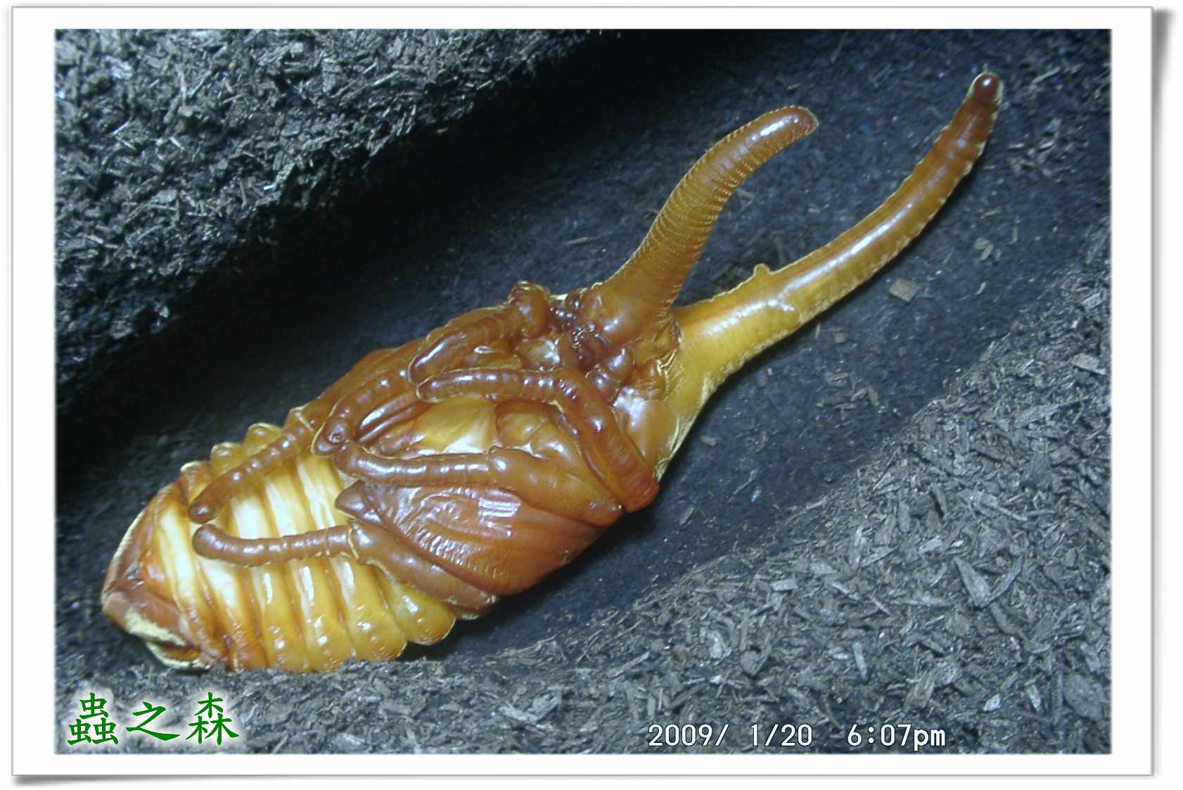 «ö¦¹¦b·sµøµ¡ÂsÄý¹Ï¤ù