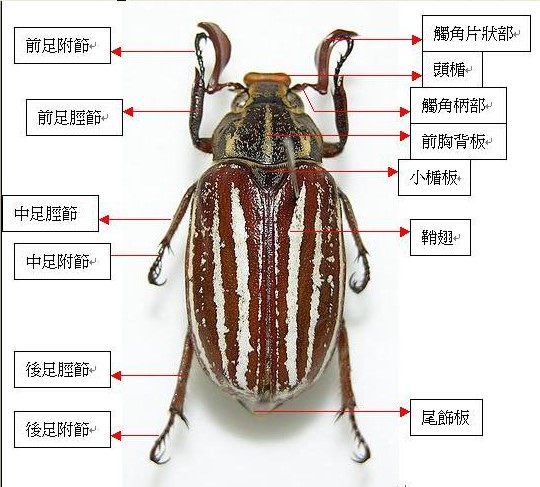 按此在新視窗瀏覽圖片