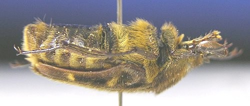 «ö¦¹¦b·sµøµ¡ÂsÄý¹Ï¤ù