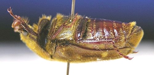 «ö¦¹¦b·sµøµ¡ÂsÄý¹Ï¤ù