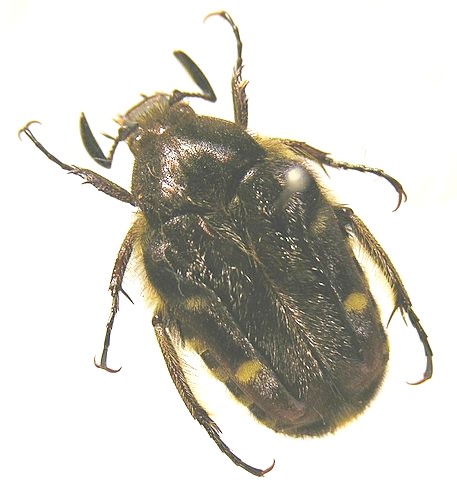 «ö¦¹¦b·sµøµ¡ÂsÄý¹Ï¤ù