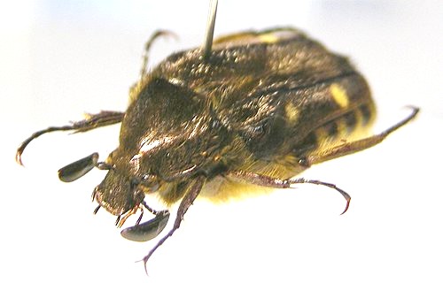 «ö¦¹¦b·sµøµ¡ÂsÄý¹Ï¤ù