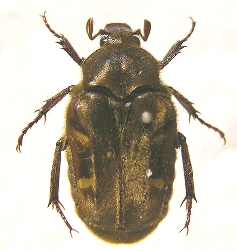 «ö¦¹¦b·sµøµ¡ÂsÄý¹Ï¤ù