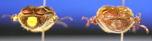 «ö¦¹¦b·sµøµ¡ÂsÄý¹Ï¤ù