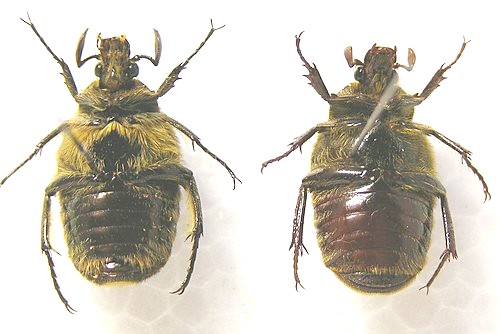 «ö¦¹¦b·sµøµ¡ÂsÄý¹Ï¤ù