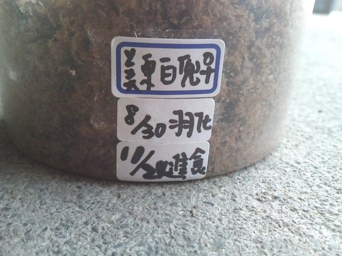 按此在新視窗瀏覽圖片