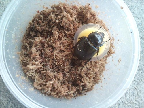 按此在新視窗瀏覽圖片