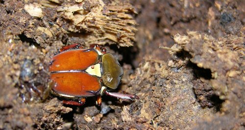 按此在新視窗瀏覽圖片