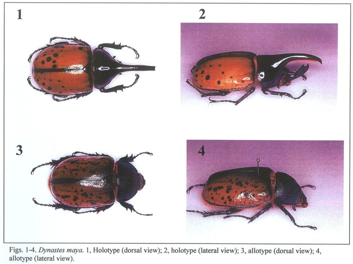 «ö¦¹¦b·sµøµ¡ÂsÄý¹Ï¤ù