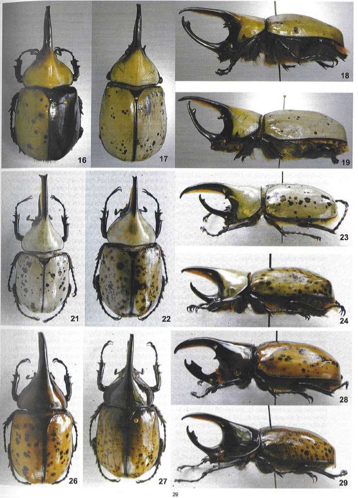 «ö¦¹¦b·sµøµ¡ÂsÄý¹Ï¤ù