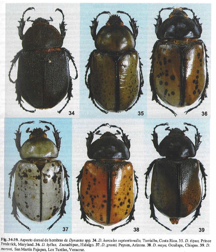 «ö¦¹¦b·sµøµ¡ÂsÄý¹Ï¤ù