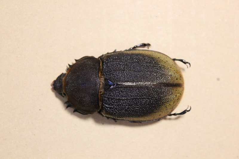 按此在新視窗瀏覽圖片