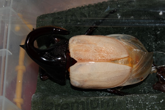 按此在新視窗瀏覽圖片