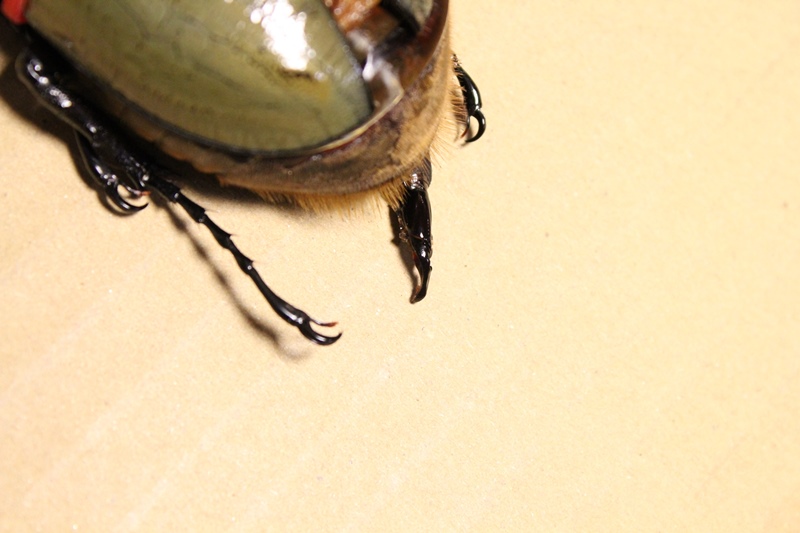 按此在新視窗瀏覽圖片