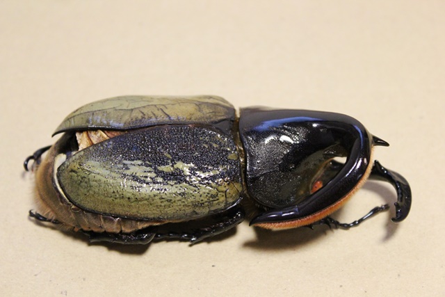 按此在新視窗瀏覽圖片