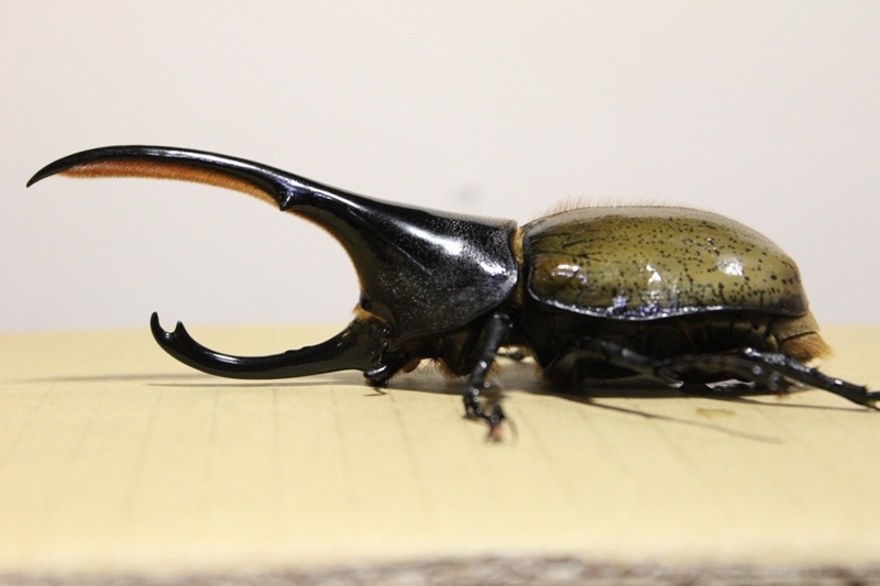 按此在新視窗瀏覽圖片