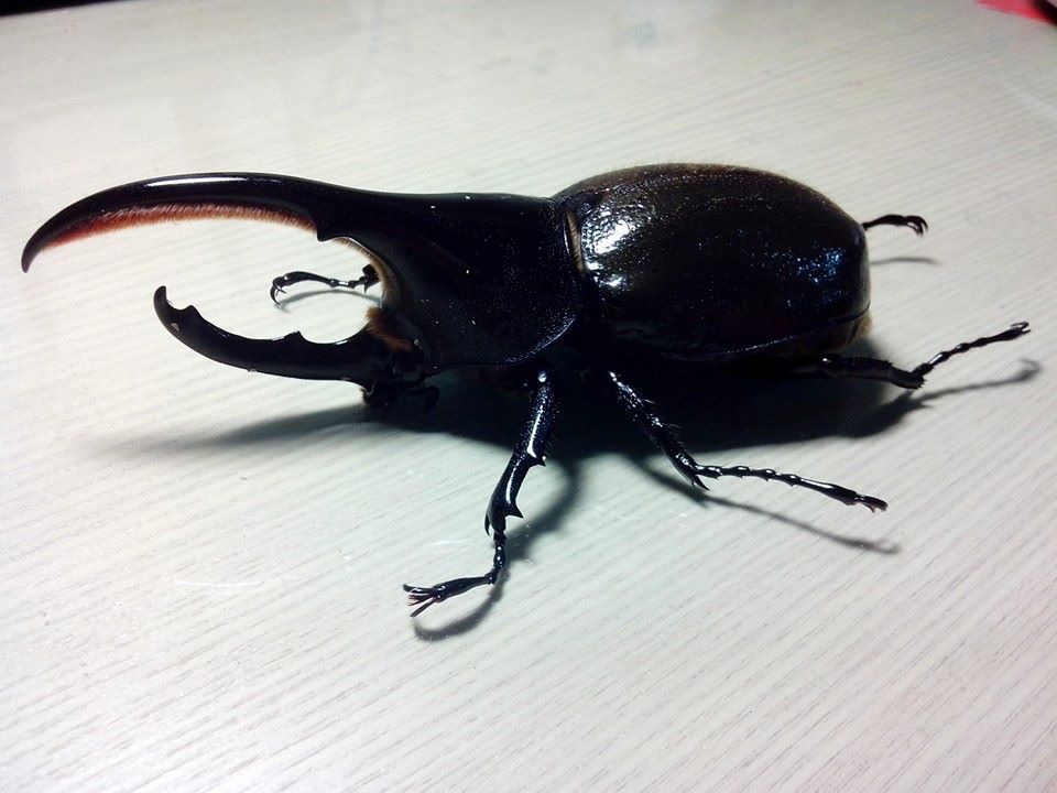 按此在新視窗瀏覽圖片