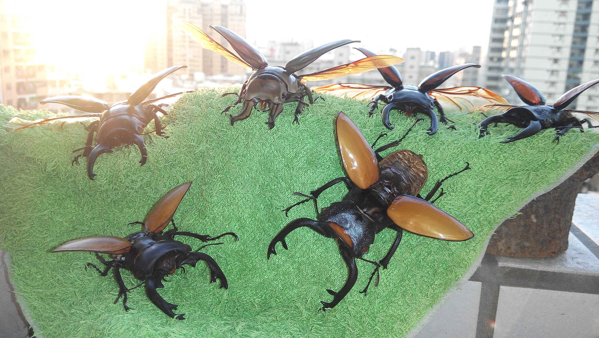 按此在新視窗瀏覽圖片