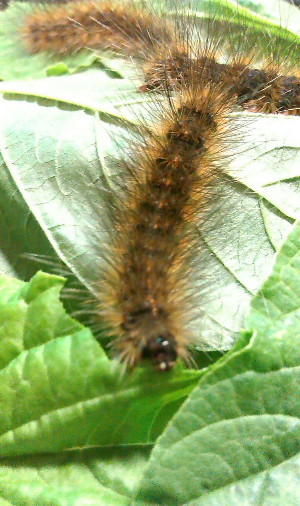 «ö¦¹¦b·sµøµ¡ÂsÄý¹Ï¤ù