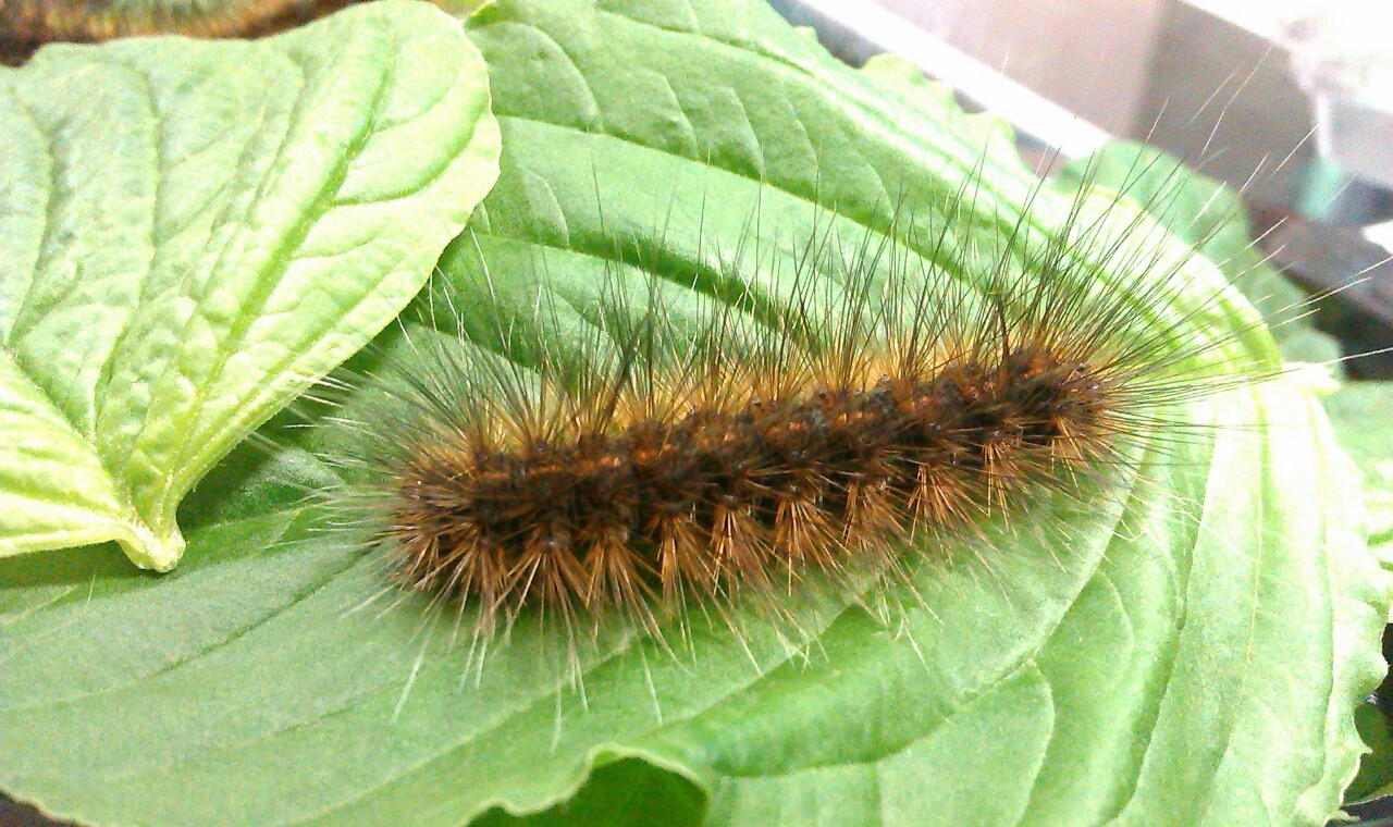 «ö¦¹¦b·sµøµ¡ÂsÄý¹Ï¤ù