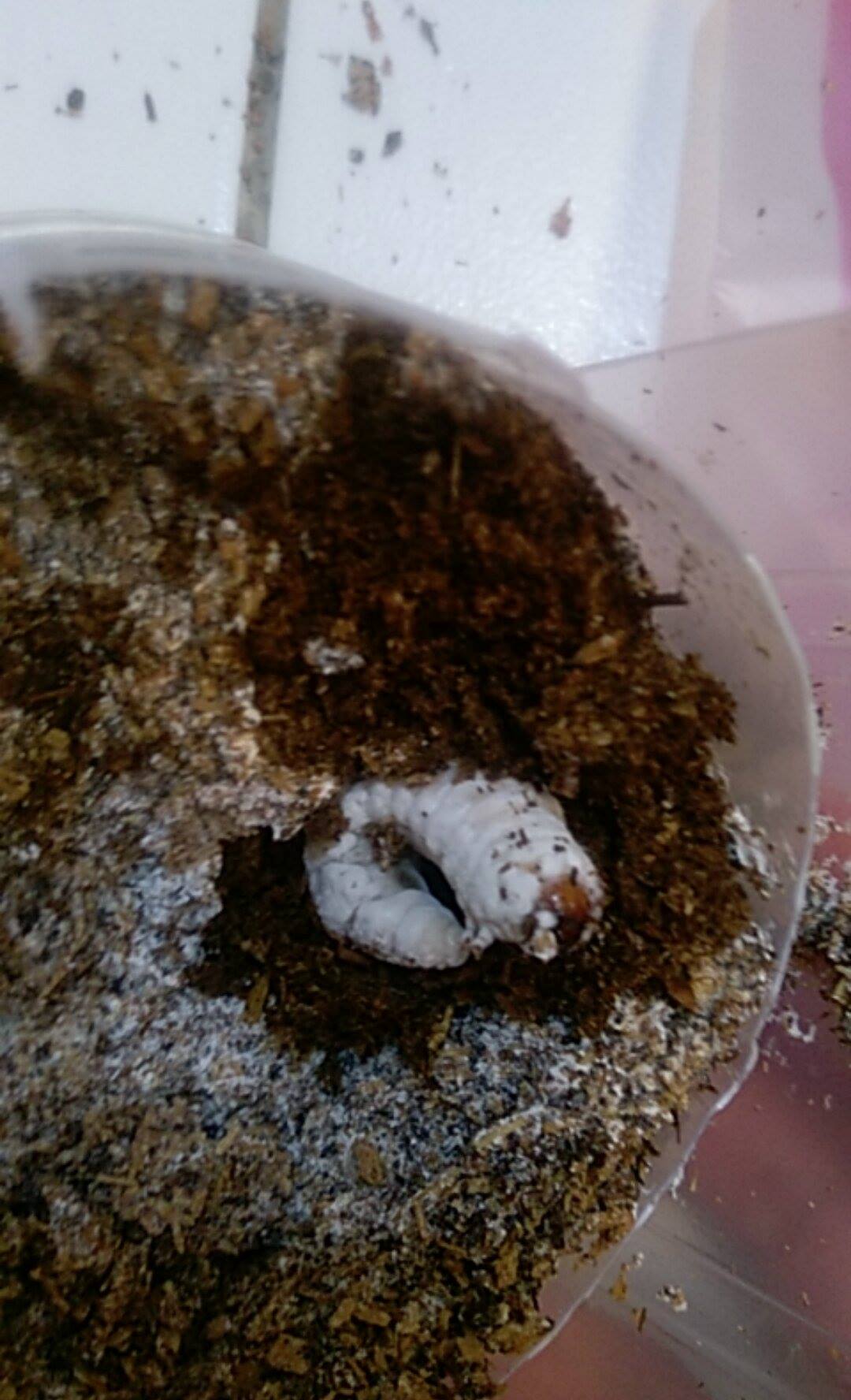 按此在新視窗瀏覽圖片