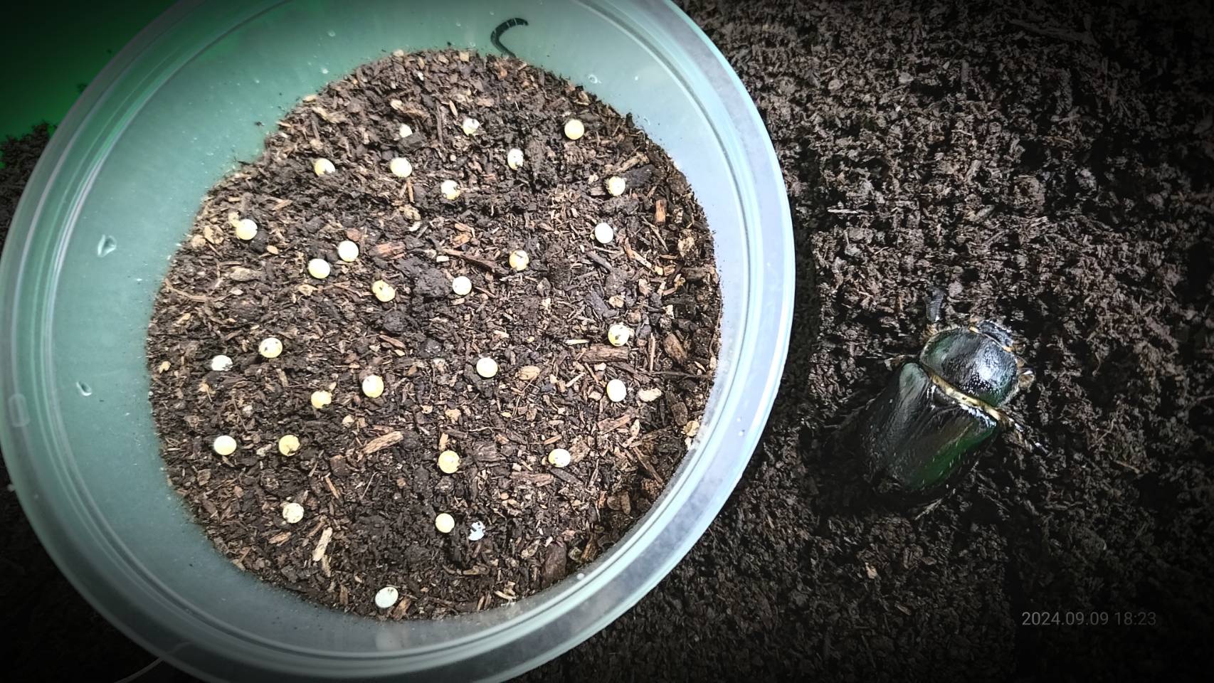 按此在新視窗瀏覽圖片