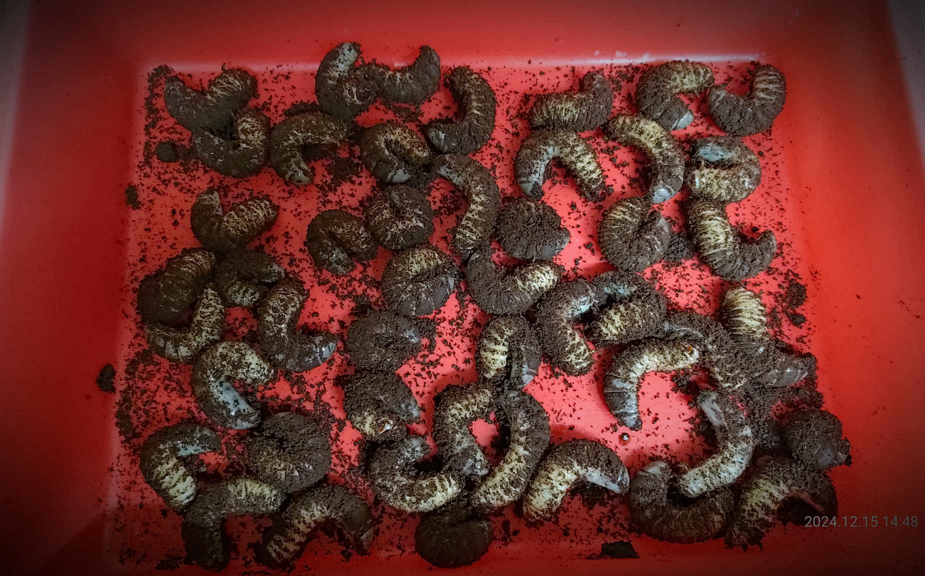 按此在新視窗瀏覽圖片