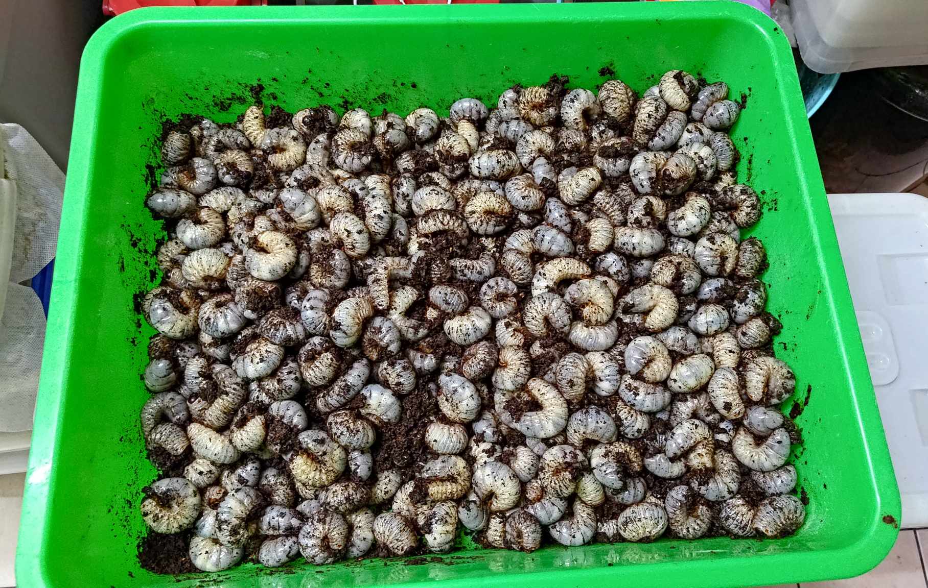 按此在新視窗瀏覽圖片