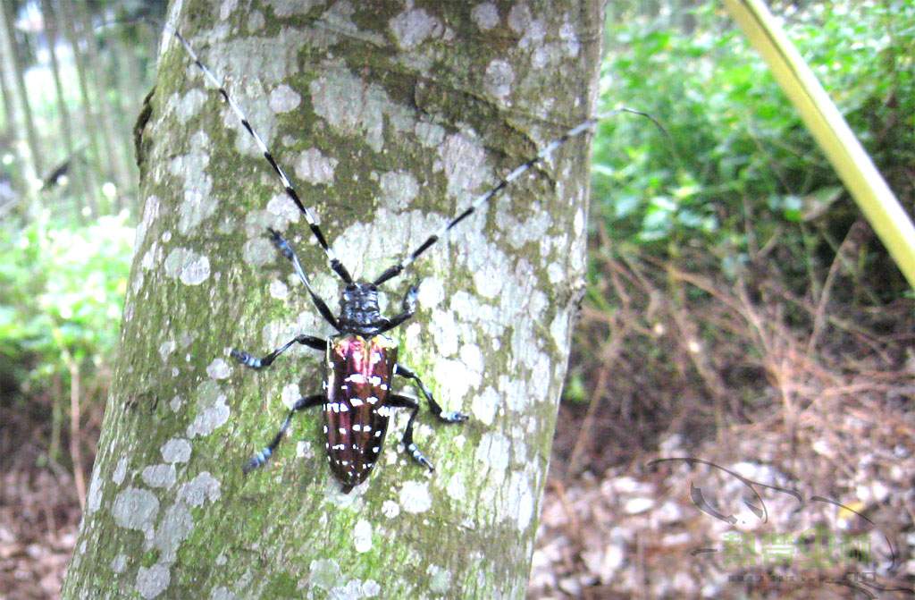 按此在新視窗瀏覽圖片