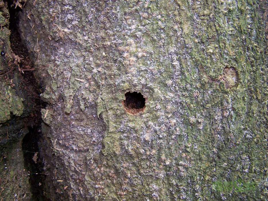 按此在新視窗瀏覽圖片