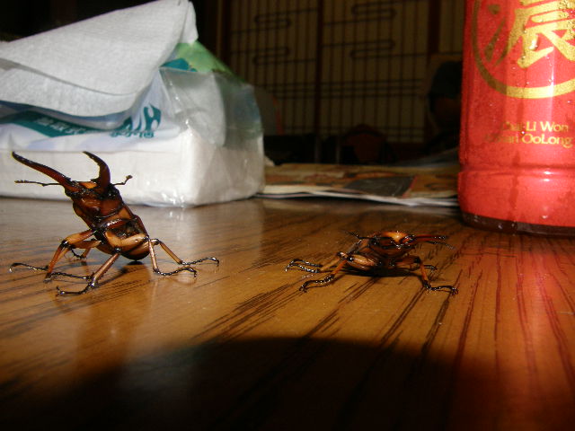 按此在新視窗瀏覽圖片