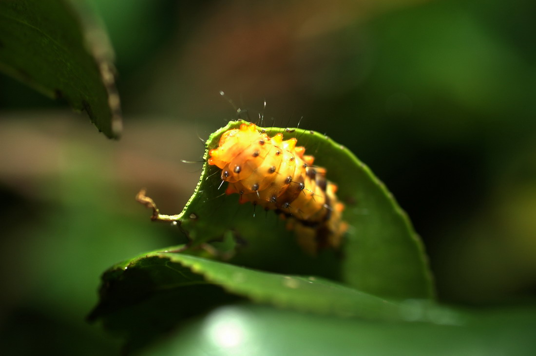 按此在新視窗瀏覽圖片