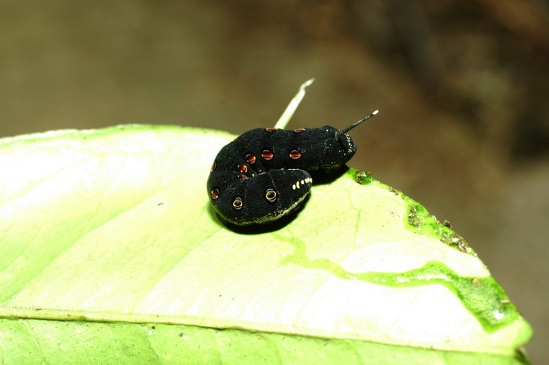 按此在新視窗瀏覽圖片