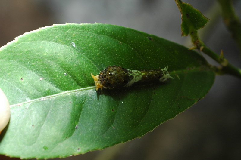 按此在新視窗瀏覽圖片
