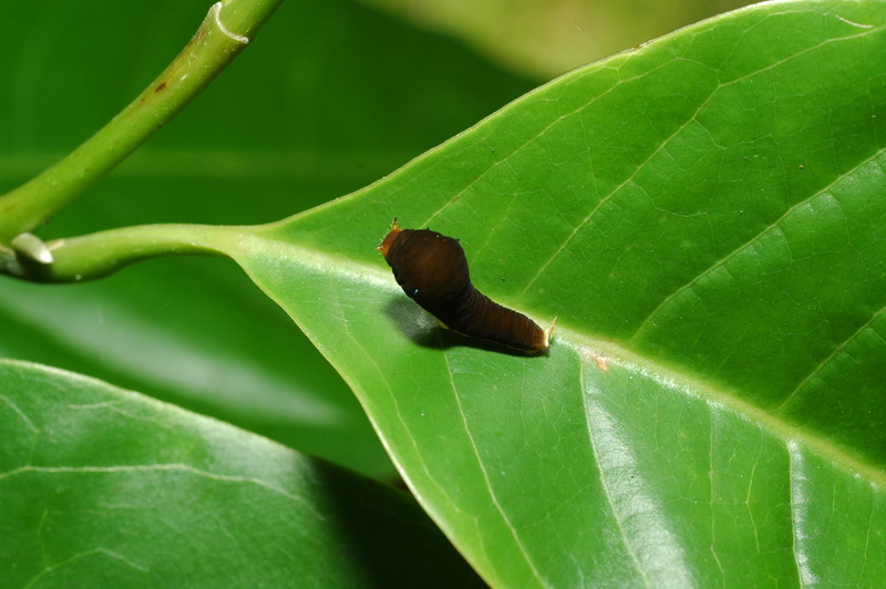 按此在新視窗瀏覽圖片