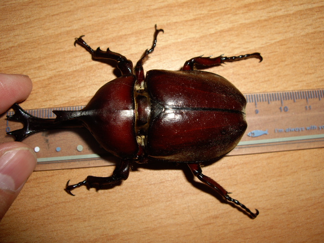 按此在新視窗瀏覽圖片