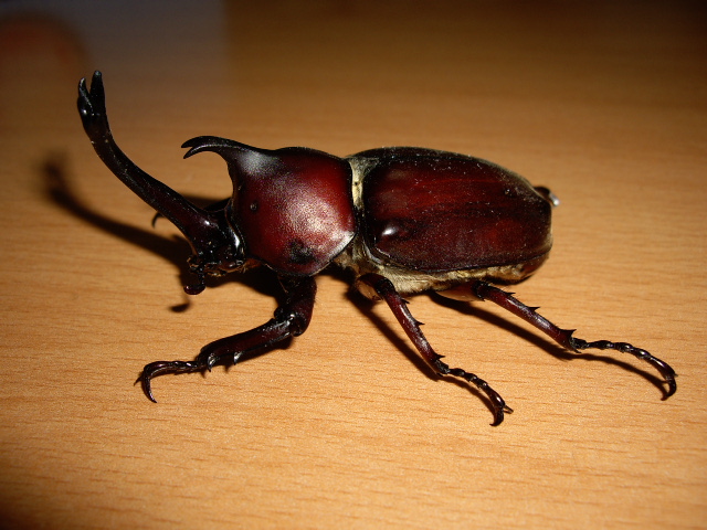 按此在新視窗瀏覽圖片