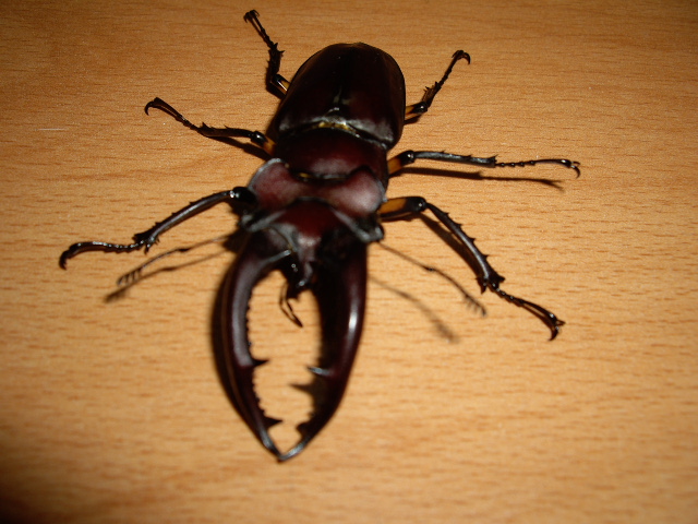 按此在新視窗瀏覽圖片