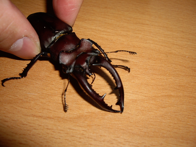 按此在新視窗瀏覽圖片