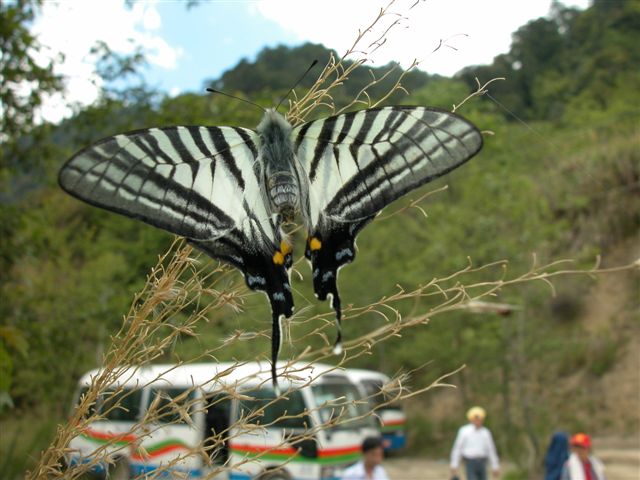 按此在新視窗瀏覽圖片