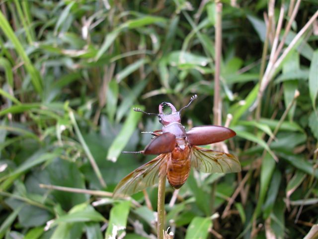 按此在新視窗瀏覽圖片